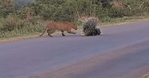 Due istrici difendono i propri cuccioli dall’attacco di un leopardo (VIDEO)