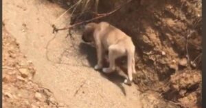 Cucciolo di cane viene lasciato morire in strada, ma un incontro inaspettato gli cambia la vita (VIDEO)