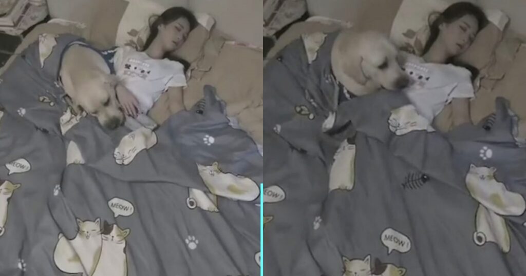 labrador copre la sua padrona con la coperta