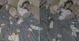 Labrador ripreso da una telecamera: copre la sua padrona in modo che non senta freddo mentre dorme (VIDEO)