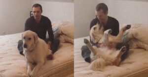labrador si fida ciecamente del suo proprietario e si lancia tra le sue braccia