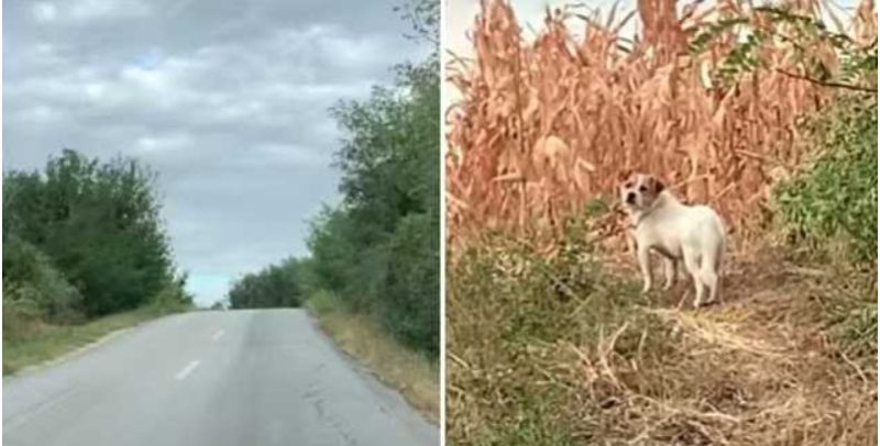 cagnolino spaventato