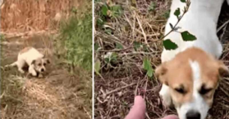 cagnolino spaventato