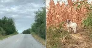 Cagnolina terrorizzata dai tuoni viene salvata e adottata prima che inizi la tempesta (VIDEO)