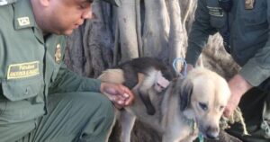 Cagnolina randagia adotta una scimmietta e diventano inseparabili, vivranno per sempre come mamma e figlio (VIDEO)