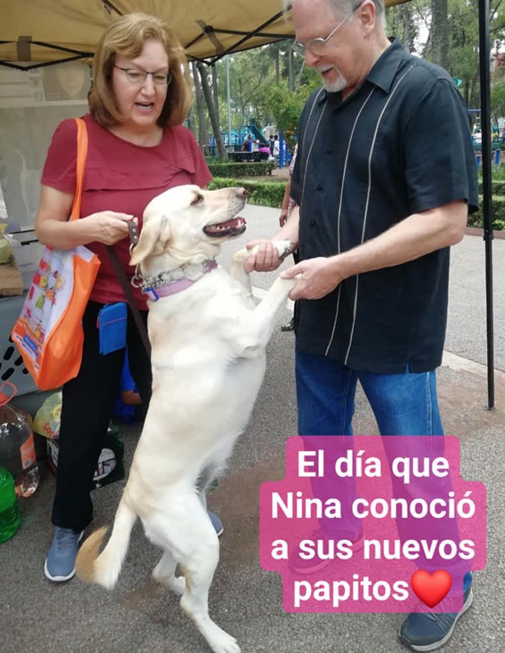 cagnolina nina lupi animalista