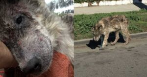 Salvano un animale randagio dalla strada: quello che scoprono lascia tutti a bocca aperta (VIDEO)