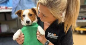 Cagnolina Terrier piccola sconvolge i veterinari dando alla luce tanti cuccioli per la sua prima gravidanza