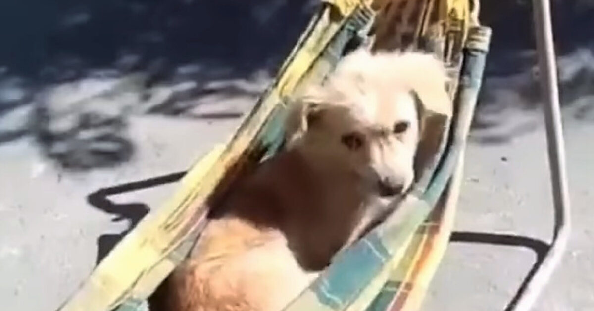 Cagnolina si dondola sull'amaca fatta su misura per lei, la scena ...