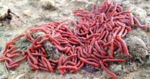 Molte persone si impressionano vedendo questa “palla di spaghetti”, sono semplicemente gruppi di millepiedi (VIDEO)