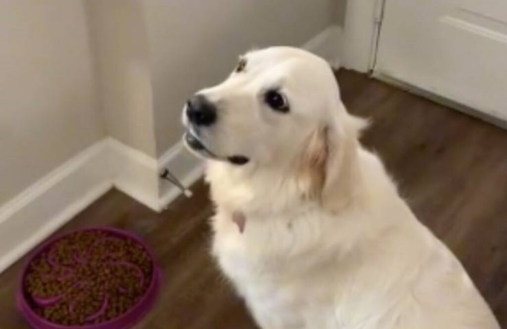 cane non tocca il cibo senza permesso