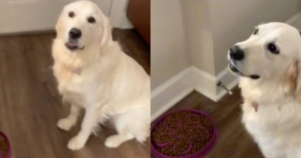 cane non tocca il cibo senza permesso