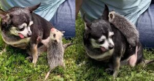 Chihuahua che non ha mai avuto figli adotta dei cuccioli di opossum: la sua reazione lascia tutti senza parole
