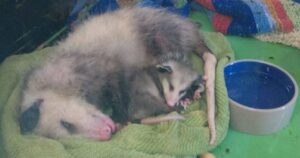 Opossum gravemente ferito chiede aiuto a un rifugio animali: vuole salvare anche i suoi cuccioli