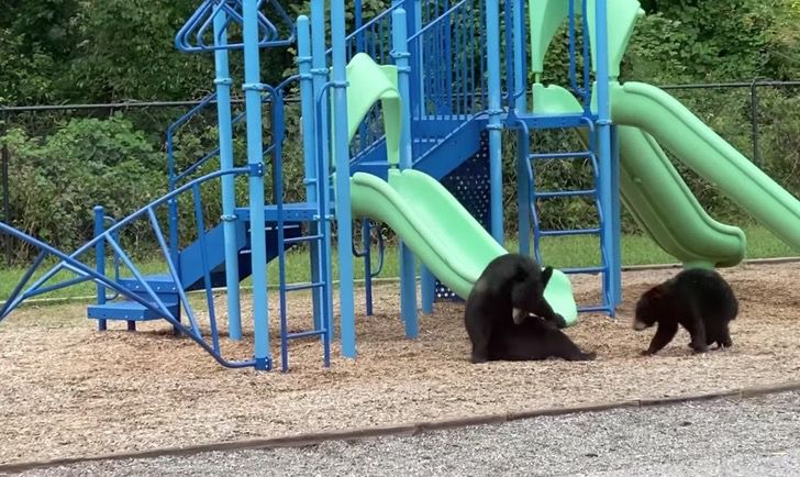 mamma orso e cucciolo