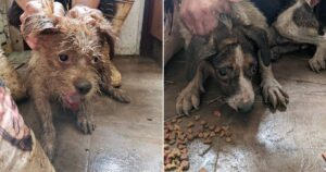Otto volontari salvano decine di cani da un accumulatore seriale di animali, mentre le autorità ignorano tutto