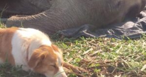 Cagnolina fedele resta sdraiata accanto all’elefante fino al suo ultimo respiro