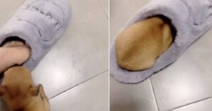 cucciolo dorme nella pantofola