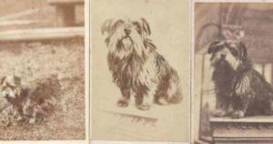 Bobby, un “Hachiko scozzese”: il cagnolino che restò vicino al padrone per 14 anni dopo la morte (VIDEO)