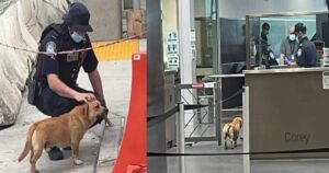 Cagnolino randagio beffa la sicurezza alla frontiera e vive il sogno americano (VIDEO)