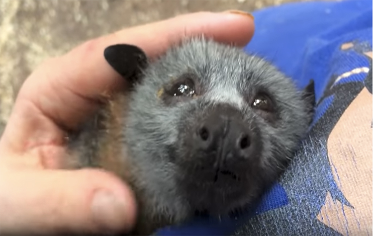 pipistrello cucciolo tenerezza