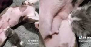 Cagnolina Pitbull si ritrova un gattino che la scambia per mamma e lei non si muove per allattarlo (VIDEO)