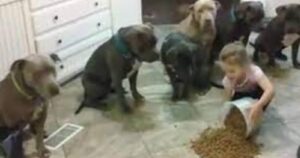 Bambina viene lasciata sola con sei pitbull in casa: quello che succede è sorprendente (VIDEO)