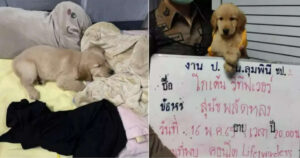 Poliziotti thailendesi trovano un cucciolo di Golden Retriever e lo “accusano” di smarrimento