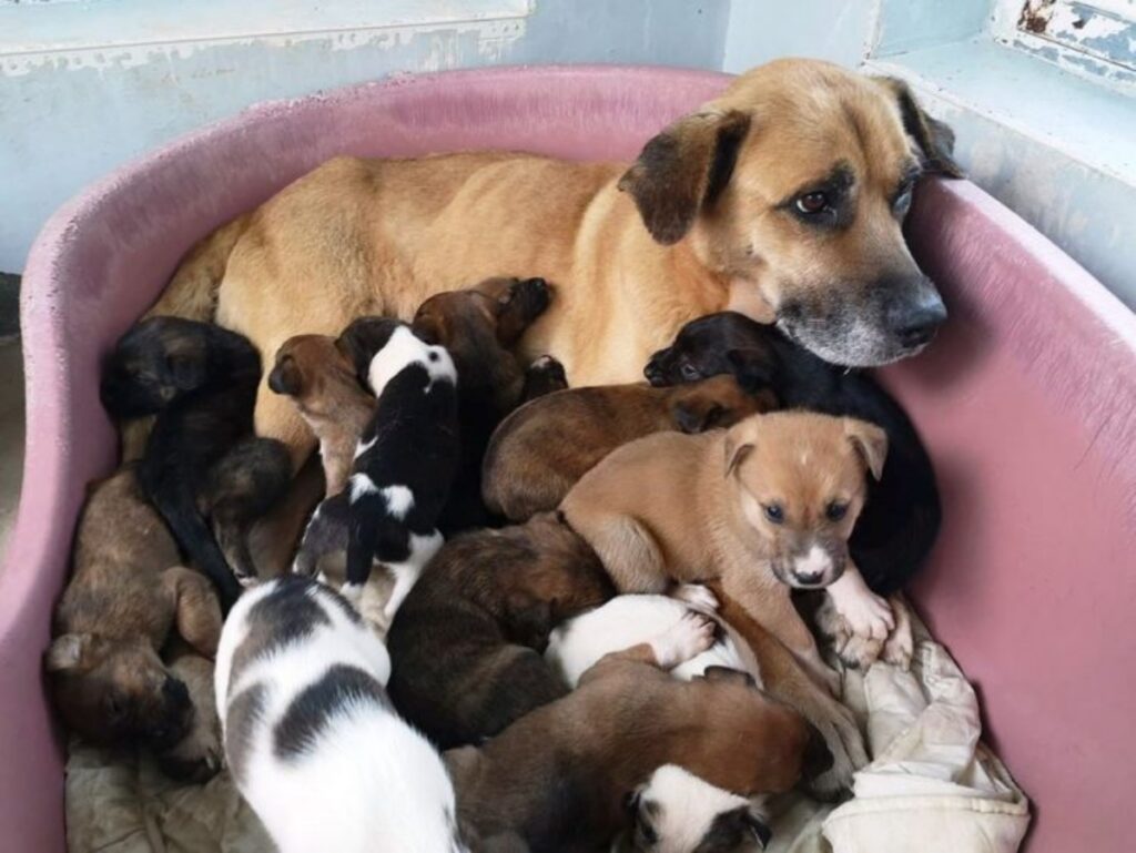 pompieri salvano 13 cuccioli e la loro mamma