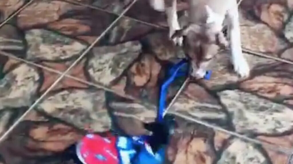 Pitbull porta a spasso piccolo cane