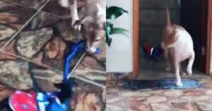 Cagnolina pitbull porta a spasso il suo fratellino (VIDEO)