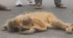 Cucciolo di presbite dorato emette dei gridi per “svegliare” la madre morta in un incidente (VIDEO)