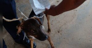 Un cane sospetto viene sorpreso a fare da “postino” fra i detenuti di un carcere (VIDEO)