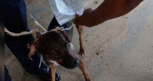 Un cane sospetto viene sorpreso a fare da “postino” fra i detenuti di un carcere (VIDEO)