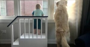 Papà costruisce un rialzo per permettere al figlio di guardare fuori dalla finestra con il Golden Retriever