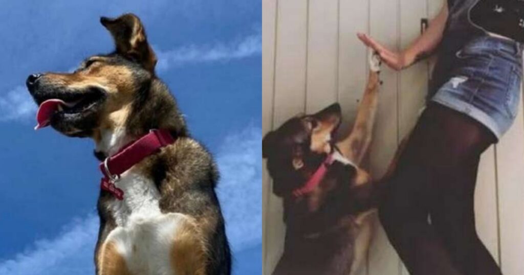 cane salvato dal macello diventa cucciolo salva vita