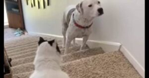 Gattino dispettoso fa di tutto per impedire al cane di salire le scale, ma il cane trova una strategia (VIDEO)