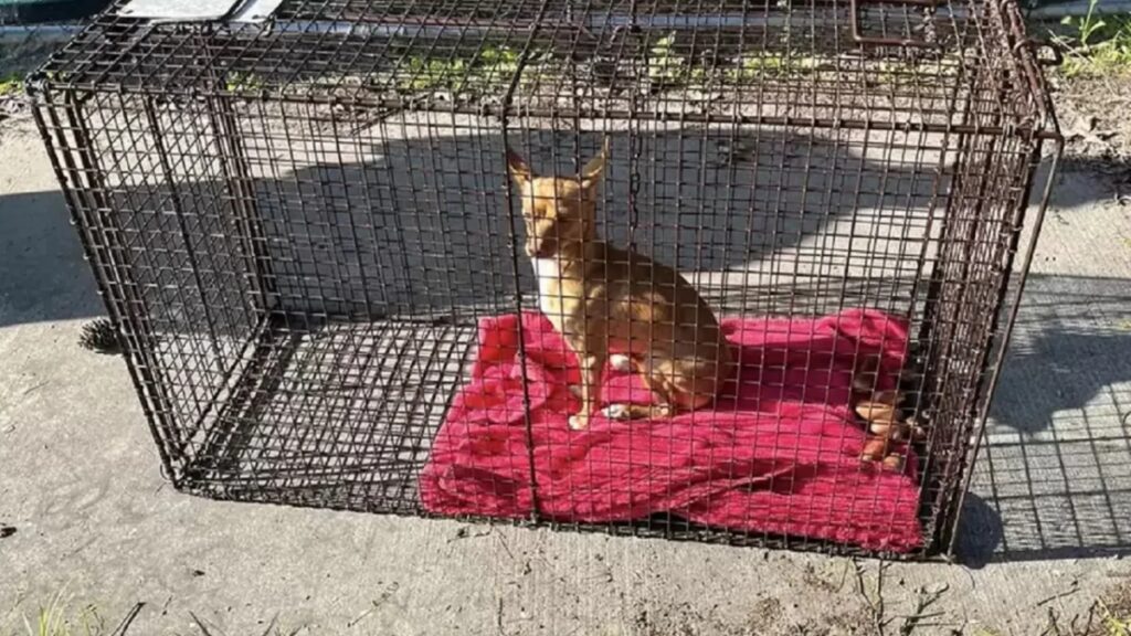 cane sogna di trovare casa sulle coperte