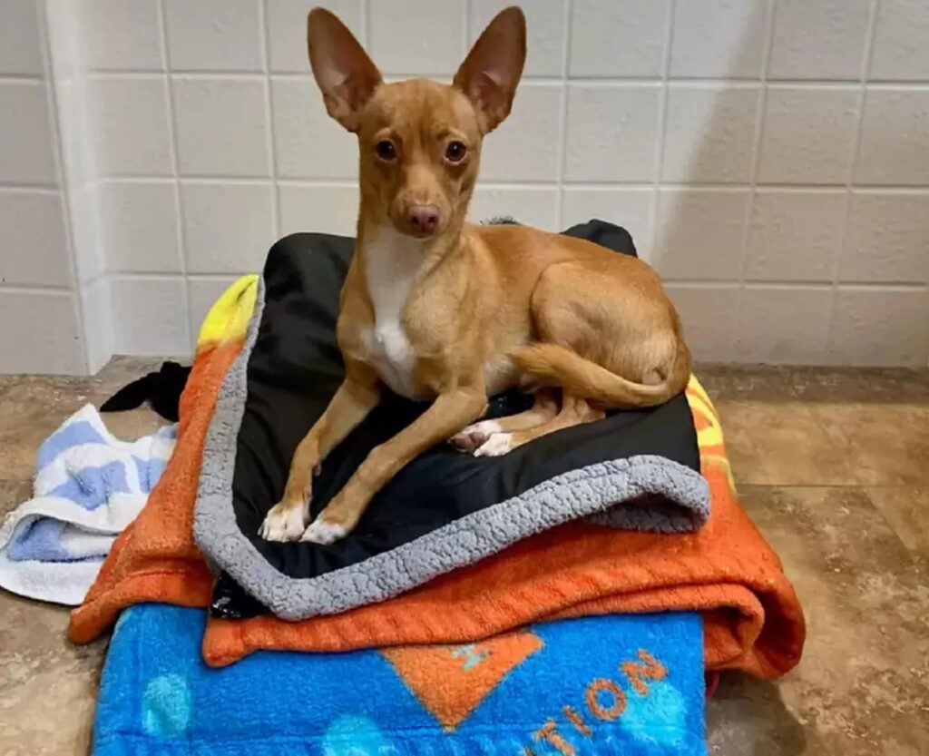 cane sogna di trovare casa sulle coperte