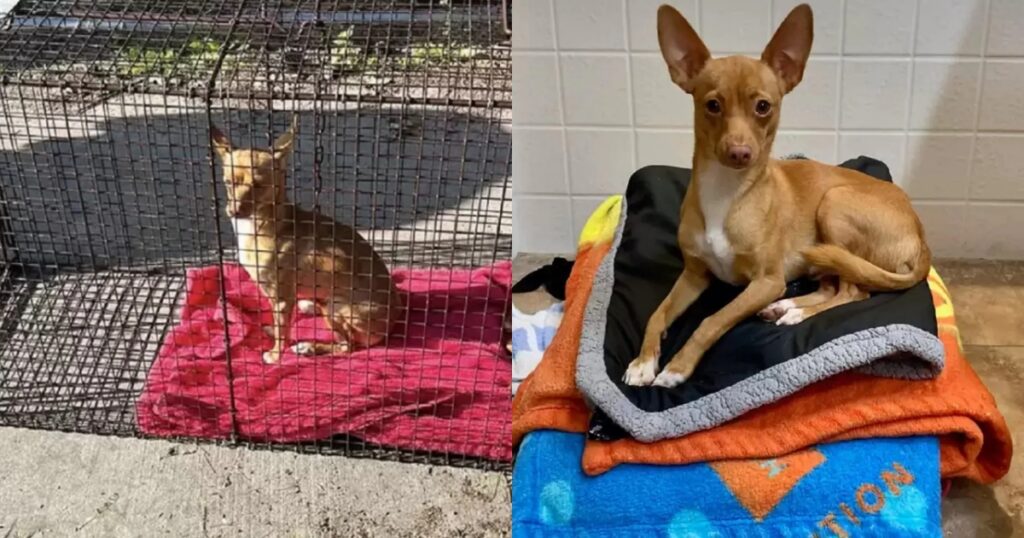 cane sogna di trovare casa sulle coperte