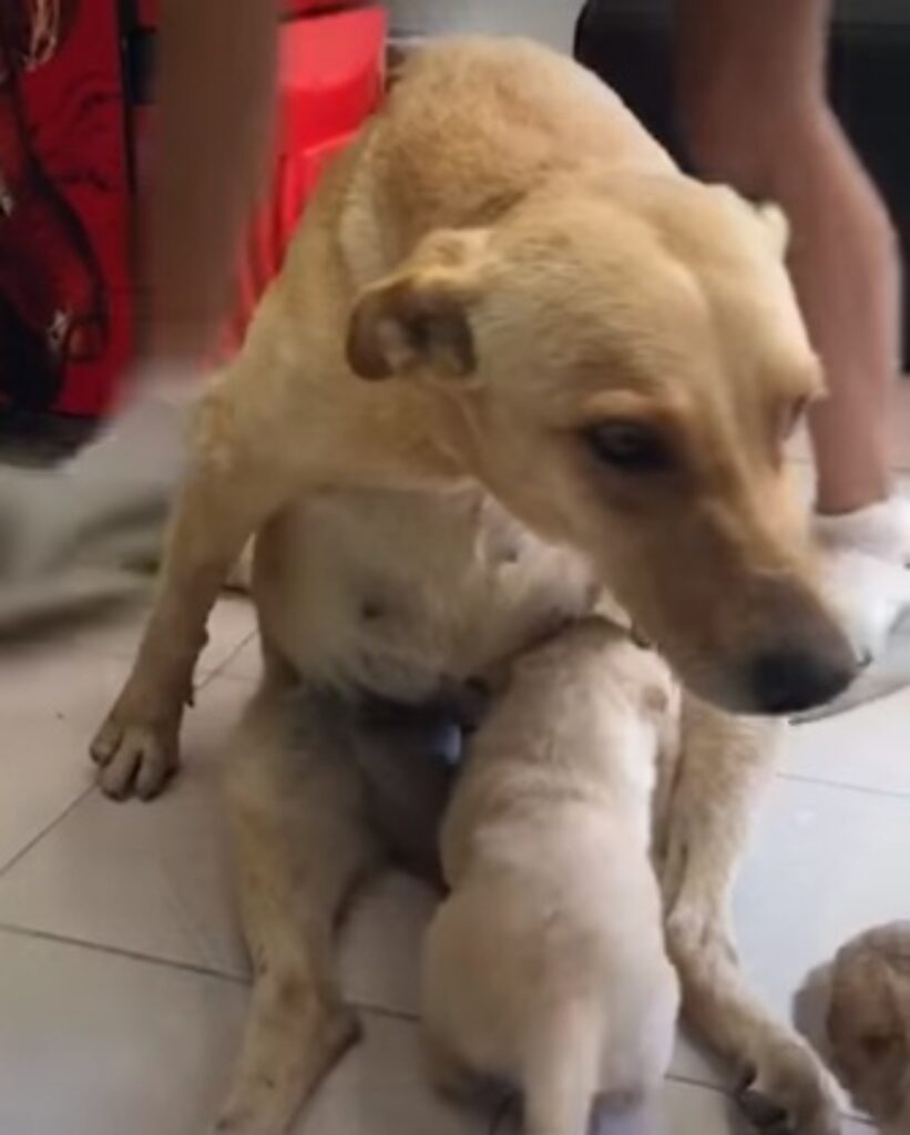 cucciolo con spina dorsale rotta allatta i suoi cuccioli