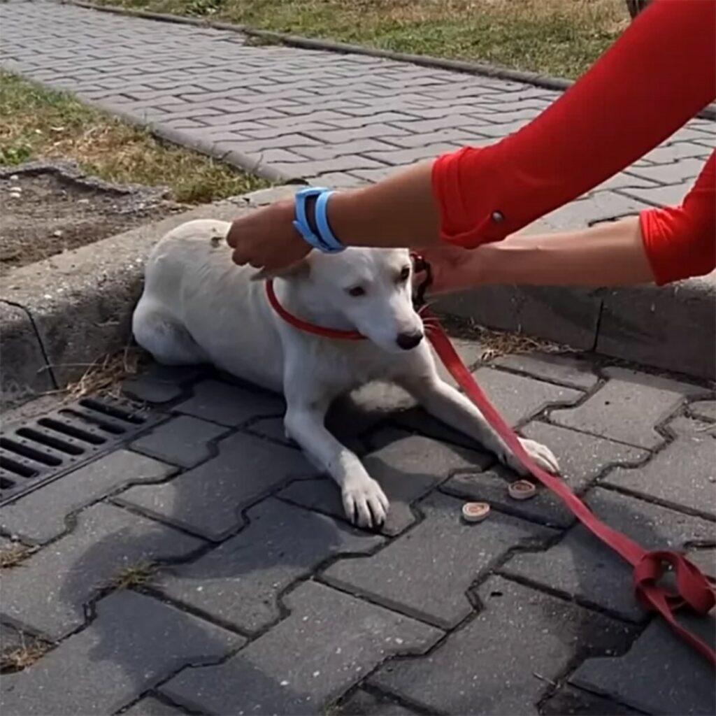 cagnolina lily romania