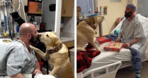 Labrador riempie di baci il suo papà umano che si trova in ospedale e diventa la sua migliore terapia  (VIDEO)