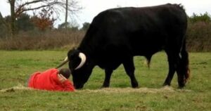 Ha adottato un toro per mostrare al mondo che non sono animali aggressivi (VIDEO)