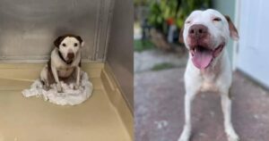Bulldog triste subisce un’incredibile trasformazione quando viene adottato e sfoggia il suo miglior sorriso