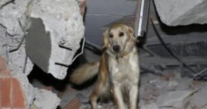 Golden Retriever eroe continua a cercare tra le macerie del terremoto in Turchia nonostante le zampe ferite (VIDEO)