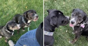Cagnolone randagio impazzisce di gioia appena incontra la sorellina perduta da quando erano cuccioli (VIDEO)