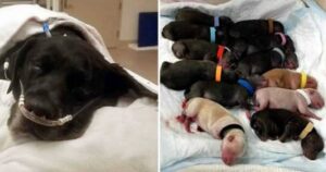 Cagnolina abbandonata viene trovata durante il travaglio e partorisce 21 cuccioli: nessuno di essi sopravvive (VIDEO)
