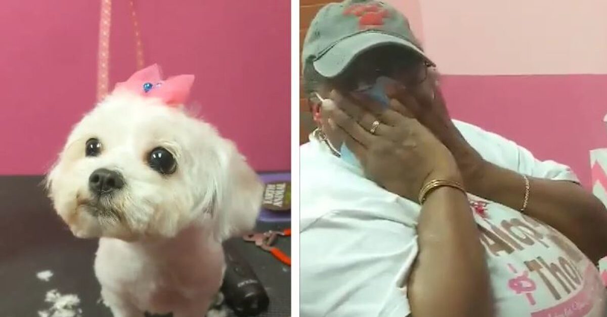 Toelettatrice che ha appena perso il suo cane. Lavora con un cagnolino ...