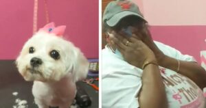 Toelettatrice che ha appena perso il suo cane. Lavora con un cagnolino che scopre solo dopo essere un regalo (VIDEO)